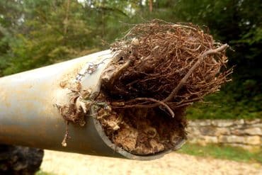 Canalisation PVC bouchée par des racines