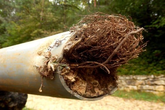 Canalisation PVC bouchée par des racines