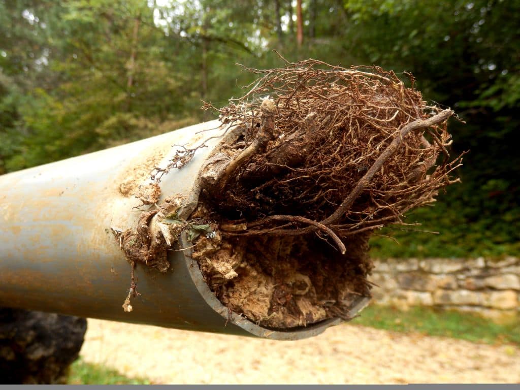 Canalisation PVC bouchée par des racines